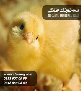 فروش جوجه یکروزه گوشتی نژاد پلاس